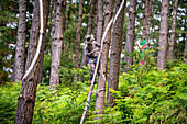 Oma Forest is a work of art by Agustin Ibarrola, a Basque sculptor and painter, in the natural reserve of Urdaibai, Oma, Vizcaya, Basque country Euskadi, Spain