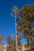 A tree surgeon uses a chain saw to cut off the branches of a tree before cutting it down.