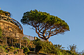 Eine Meereskiefer, Pinus pinaster, auf einer Anhöhe bei Riomaggiore, Cinque Terre, Italien.