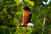 A Brahminy kite (Haliastur indus), the symbol of Langkawi, Kilim Geoforest Park, Langkawi, Malaysia, Southeast Asia, Asia