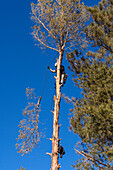 A tree surgeon lowers a sawn off branch of a tree with a rope before cutting the tree down.