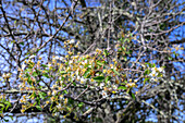 Wild pear flowers in full bloom on a branch, captured under a clear sky.