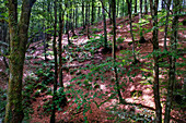 Beeches on the way to the San Adrián tunnel on the Aizkorri mountain range at the Basque Country, Goierri, Basque Highlands Basque Country, Euskadi Spain.