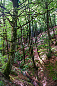 Beeches on the way to the San Adrián tunnel on the Aizkorri mountain range at the Basque Country, Goierri, Basque Highlands Basque Country, Euskadi Spain.