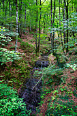 Lizarrusti park, Aralar natural park, beech forest Guipuzcoa Navarra, Goierri, Basque Highlands Basque Country, Gipuzkoa, Euskadi Spain, GR path Altxonbide ibilbidea. GR 35