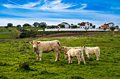 Charolais cow and calves grazing in Alosno countryside landscape, Huelva, Spain countryside