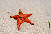 Starfish on the sand in Cayes-à-L’eau, a fishermen islet located northeast of Caye Grand Gosie, Île-à-Vache, Sud Province, Haiti