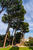 Stone pines, Pinus pinea, on Palatine HIll in the Colosseum Archaeological Park in Rome, Italy.