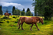 Wild horses in Urkiola natural park Urkiolagirre meadows, Bizkaia, Euskadi, Basque Country Spain