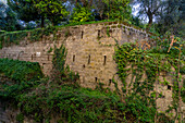 Ivy growing on the 16th Century city wall in Sorrento, Italy.