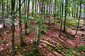 Beeches on the way to the San Adrián tunnel on the Aizkorri mountain range at the Basque Country, Goierri, Basque Highlands Basque Country, Euskadi Spain.