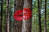 Oma Forest is a work of art by Agustin Ibarrola, a Basque sculptor and painter, in the natural reserve of Urdaibai, Oma, Vizcaya, Basque country Euskadi, Spain