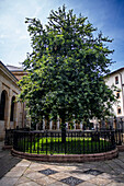 The oak tree is the symbol of Basque freedom, The Tree of Gernika outside the Assembly House Casa de las Juntas, Gernika Guernica, Bizkaia, Basque Country, Spain