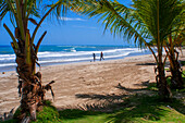 Palm trees in the plage de Ti Mouillage beach in Cayes-de-Jacmel, Cayes de Jacmel, Jacmel, Haiti.