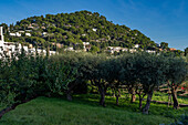 An olive orchard in the Gardens of Augustus, a botanical garden on the island of Capri, Italy.