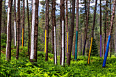 Oma Forest is a work of art by Agustin Ibarrola, a Basque sculptor and painter, in the natural reserve of Urdaibai, Oma, Vizcaya, Basque country Euskadi, Spain