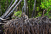 Mangrove tour on gondola boat by Tung Yee Peng Villagers, Lanta Yai Island, Krabi Province, Thailand.