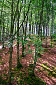 Beeches on the way to the San Adrián tunnel on the Aizkorri mountain range at the Basque Country, Goierri, Basque Highlands Basque Country, Euskadi Spain.