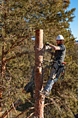 A tree surgeon uses a chain saw to cut the trunk of a tree in smaller logs before cutting it down.