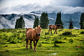 Wild horses in Urkiola natural park Urkiolagirre meadows, Bizkaia, Euskadi, Basque Country Spain