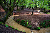 Landscape leafy Otzarreta beech forest in Gorbeia natural park Urkiolagirre, Bizkaia, Euskadi, Basque Country Spain