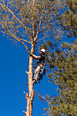 A tree surgeon climbs a tree to cut off the branches before cutting it down.