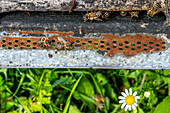 Close-up view of bees near their hive in a rustic garden setting.