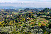 Agricultural land with grape vinyards & olive orchards around San Gimignano, Italy.