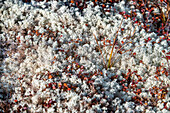 Reindeer lichen (Cladonia rangiferina) on the tundra in Qaqortoq, formerly Julianehåb, Greenland