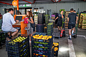 Catalonian local farmers wholesale sale section in Mercabarna Fruit and Vegetable section, in Mercabarna. Barcelona´s Central Markets. Barcelona. Spain