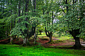 Landscape leafy beech forest in Urkiola natural park Urkiolagirre, Bizkaia, Euskadi, Basque Country Spain