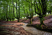 Landscape leafy Otzarreta beech forest in Gorbeia natural park Urkiolagirre, Bizkaia, Euskadi, Basque Country Spain