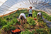 Regenerative agriculture fields in San Pol de Mar, Ferrer Sustainability Foundation, Barcelona, Spain, Europe. The Ferrer Sustainability Foundation is a non-profit organisation that aims to transform lives and work towards a more equitable and fair society through social cohesion and environmental preservation. We carry out our work through two major projects: Ferrer for Food and Green for Good, through which we seek to generate the greatest impact for the benefit of people and the planet.