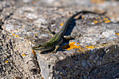 Italian Wall Lizard or Ruin Lizard, Podarcis siculus, sunning on the rocks of the island of Capri, Italy.