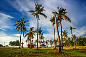 Palms in a landscape of Malapascua island, Cebu, Philippines