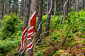 Oma Forest is a work of art by Agustin Ibarrola, a Basque sculptor and painter, in the natural reserve of Urdaibai, Oma, Vizcaya, Basque country Euskadi, Spain