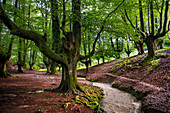 Landscape leafy Otzarreta beech forest in Gorbeia natural park Urkiolagirre, Bizkaia, Euskadi, Basque Country Spain