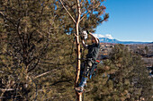 A tree surgeon uses a chain saw to cut off the branches of a tree before cutting it down.