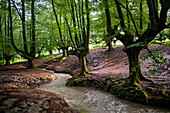 Landscape leafy Otzarreta beech forest in Gorbeia natural park Urkiolagirre, Bizkaia, Euskadi, Basque Country Spain