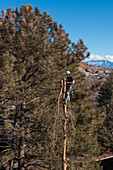 A tree surgeon tops or saws off the top of a tree before cutting it down.