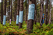 Oma Forest is a work of art by Agustin Ibarrola, a Basque sculptor and painter, in the natural reserve of Urdaibai, Oma, Vizcaya, Basque country Euskadi, Spain