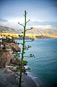 Century plant against a scenic coastal view in Nerja, Malaga, Andalusia, Spain