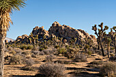 Natürliche Schönheit des Joshua Tree National Park in Kalifornien, USA an einem sonnigen Tag mit Felsformationen und Joshua-Bäumen (Yucca brevifolia); Kalifornien, Vereinigte Staaten von Amerika