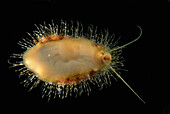 Unterseite einer Schnecke, die der Hargrave's Abalone, Haliotis hargraves, ähnelt; Derawan Insel, Borneo, Indonesien.