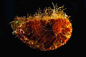 Eine 2 cm große Abalone, Haliotis cf hargraves.  Wahrscheinlich Hargrave's Abalone; Derawan Insel, Borneo, Indonesien.