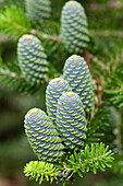 Zweige und Zapfen einer koreanischen Blautanne (Abies koreana); Framingham, Massachusetts.
