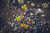 Spanien, Kanarische Inseln, Lanzarote, kleine Pflanze, die in Lava wächst