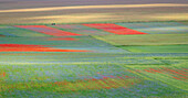 Mohn, Kornblumen und wilder Senf blühen während der Fioritura (Blüte) auf dem Piano Grande (Große Ebene), Castelluccio, Umbrien, Italien