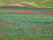 Poppies, cornflowers and wild mustard flowering during La Fioritura (The Flowering) on the Piano Grande (Great Plain), Castelluccio, Umbria, Italy