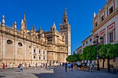 Seville Cathedral (Cathedral of Santa Maria de la Sede of Seville), former ancient Almohad mosque, UNESCO, Seville, Andalusia, Spain